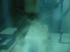 IMG_2601.JPG